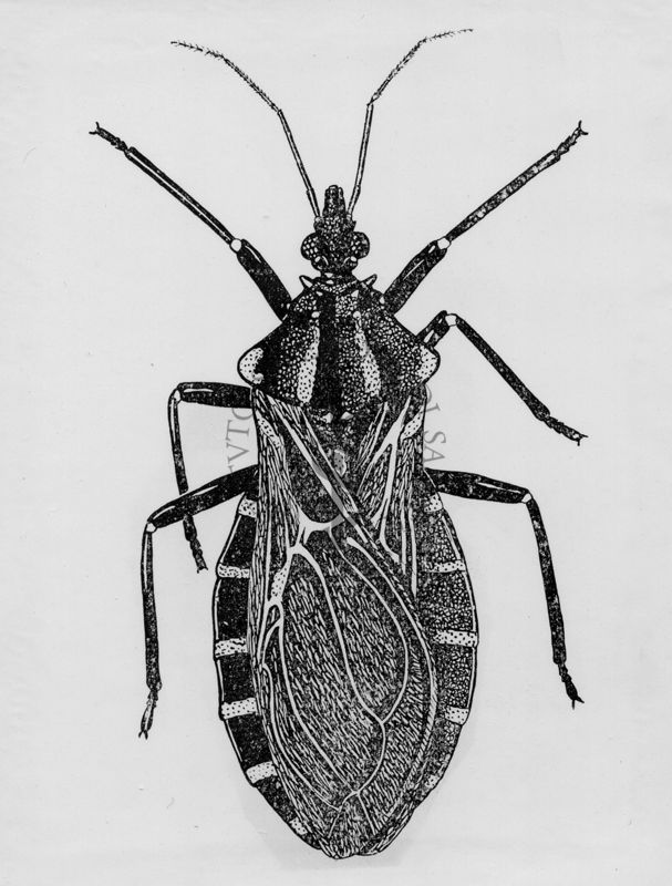 Panstrongylus megistus