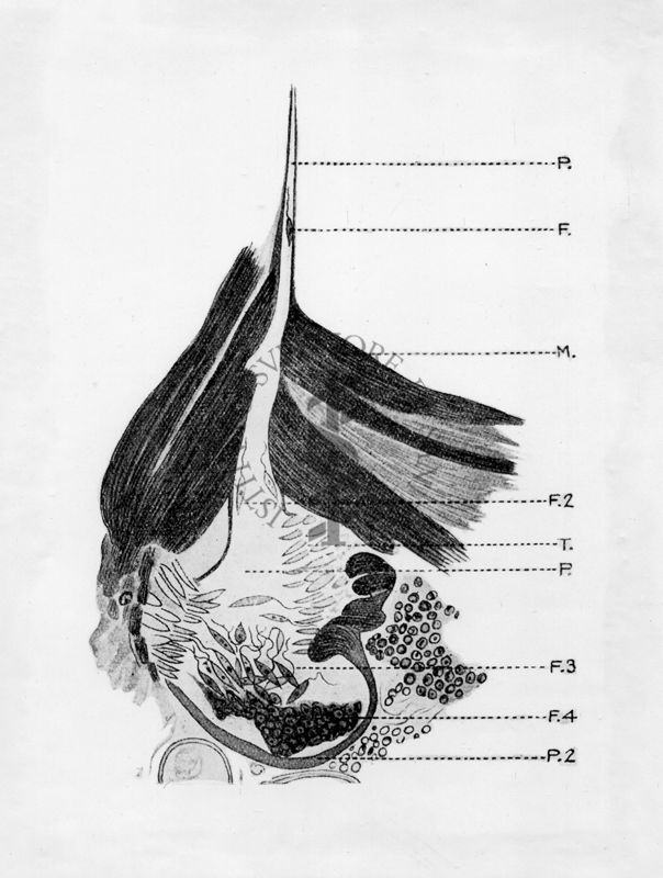 Faringe di P. argentipes con forme flagellate di L. donovani