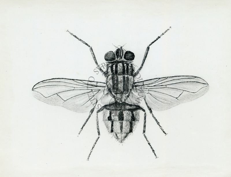 Musca domestica adulta