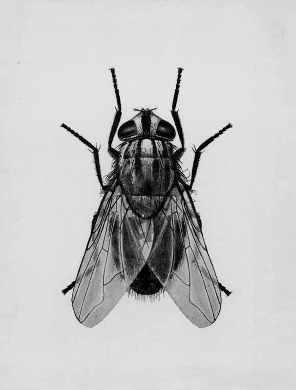 Musca autunnalis