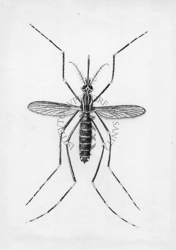 Aedes (Stegomyia) aegypti s. Aedes (Stegomyia) fasciata. Zanzara delle febbre gialla