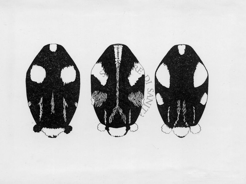 a) Torace di Aedes (S) apicoargenteus; b) Torace di Aedes (S) luteocephalus; c) Torace di Aedes (S) simpsoni