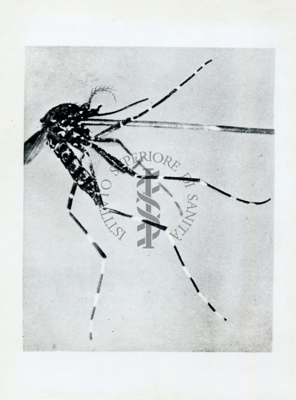 Aedes (S) vittatus