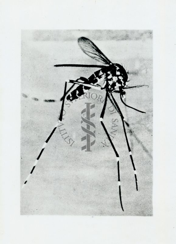 Aedes (S) albopictus