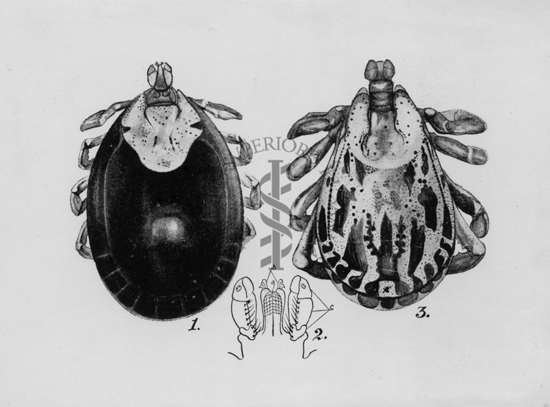 Dermacentor andersoni: 1) femmina 2) rostro 3) maschio