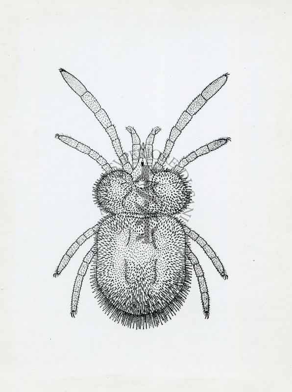 Adulto di Trombidium irritano