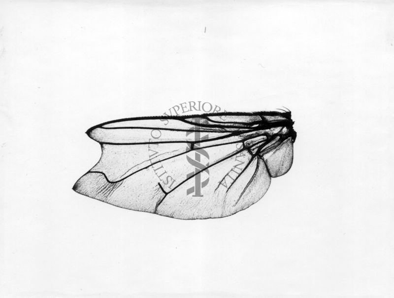 Ali di Musca domestica Linnaeus con mutazioni alle nervature