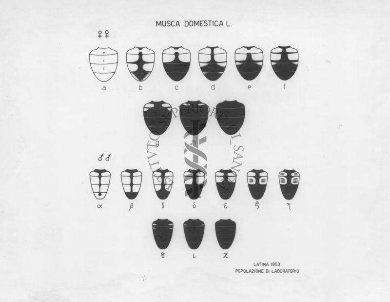 Polimorfismo cromatico in ceppi di Laboratorio di mosca domestica (Latina 1953)