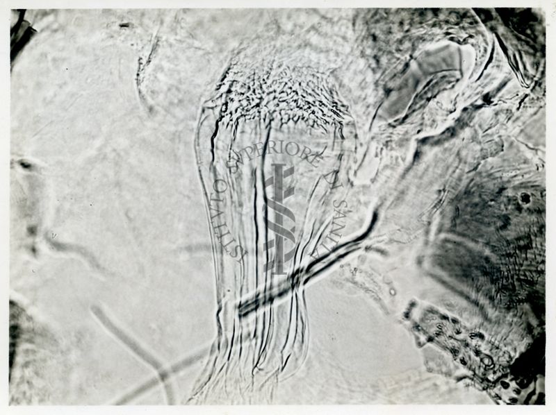 Phlebotomus minutus Rondani maschio: faringe