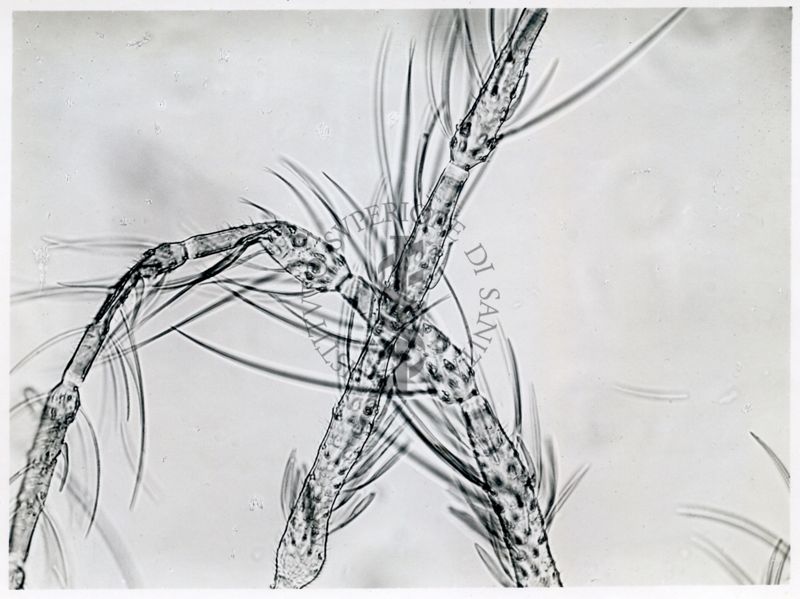 Phlebotomus minutus Rondani maschio: 3°, 4° e 5° segmento antennale