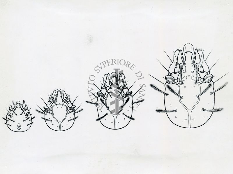 Phlebotomus Perfiliewi, testa schematica di larva di 1°, 2°, 3°, 4° stadio