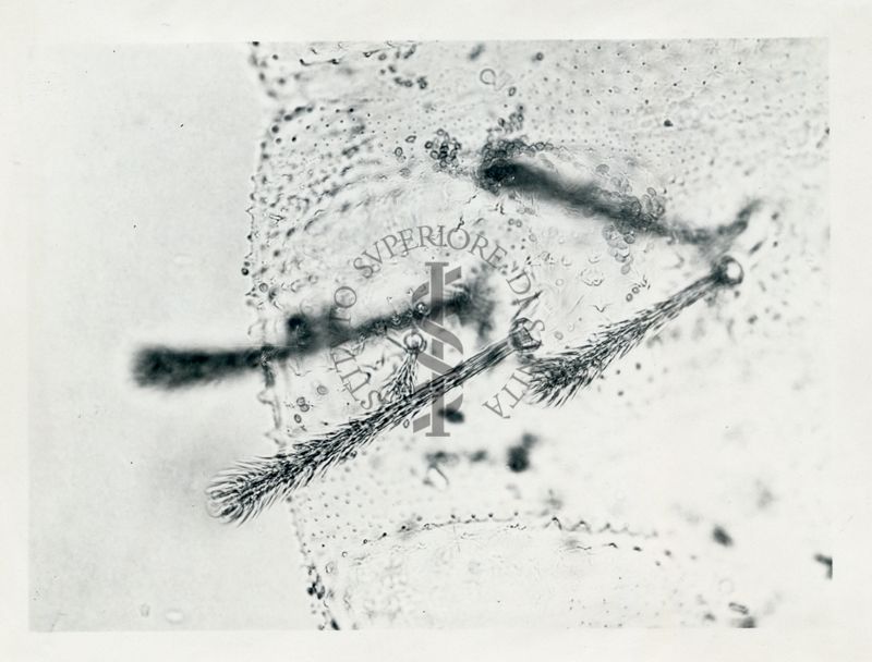 Phlebotomus Perfiliewi, larva di 4° stadio, particolare