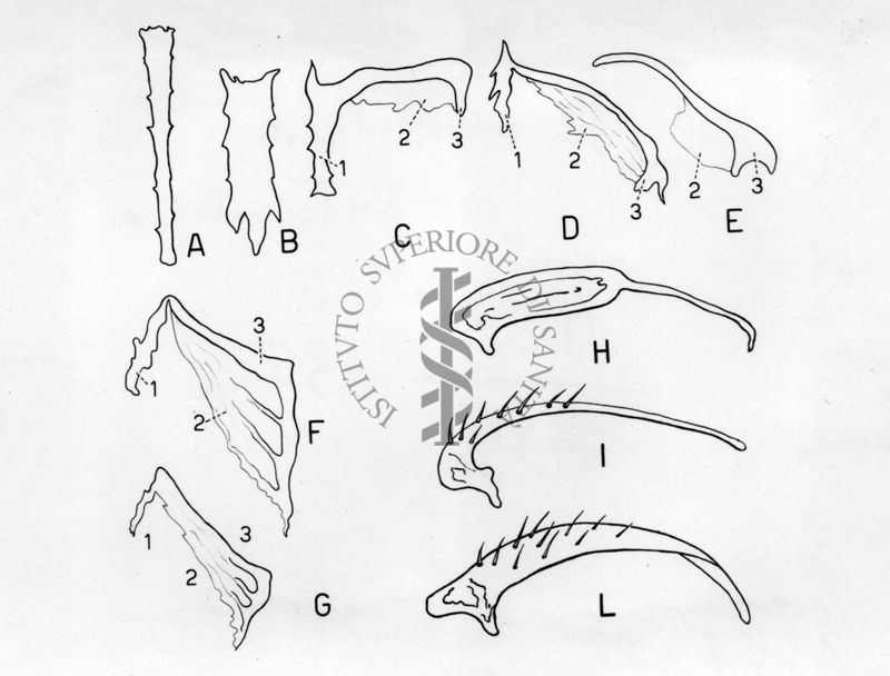 Giandromorfismo e intersessualità in musca domestica