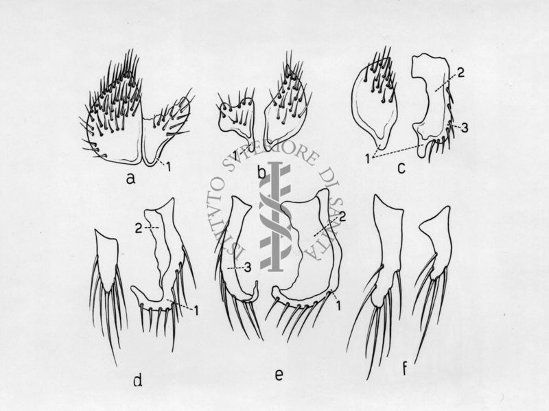 Giandromorfismo e intersessualità in musca domestica