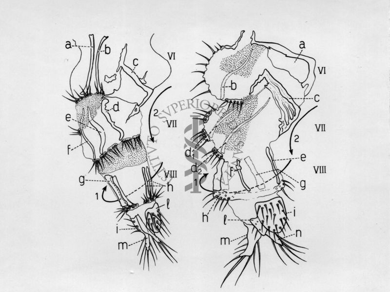 Giandromorfismo e intersessualità in musca domestica