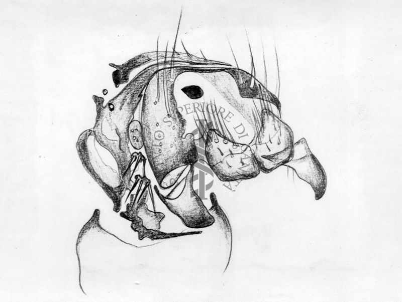 Giandromorfismo e intersessualità in musca domestica