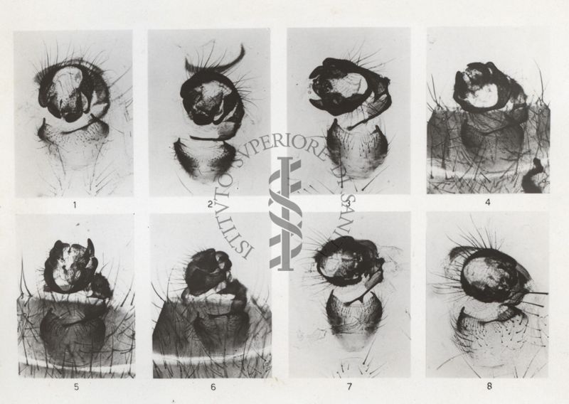 Anomalie della rotazione delle armature genitali maschili di musca domestica