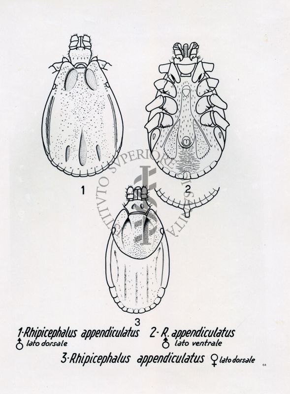 Rhipicephalus