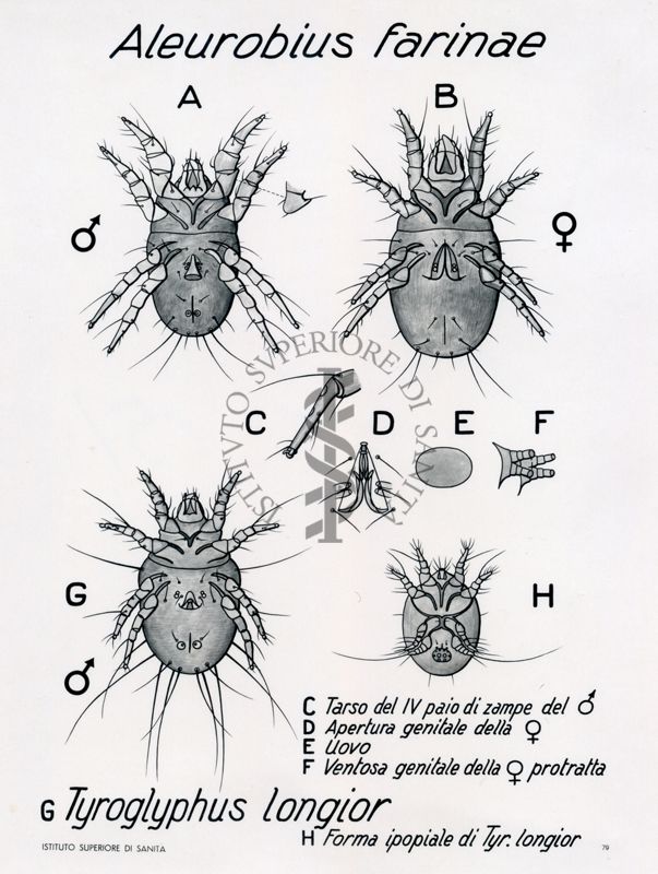 Aleurobius farinae