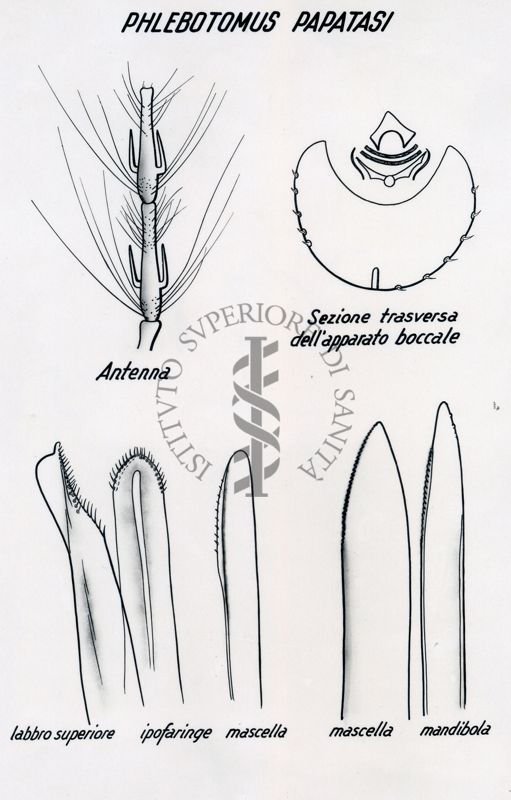 Phlebotomus Papatasi