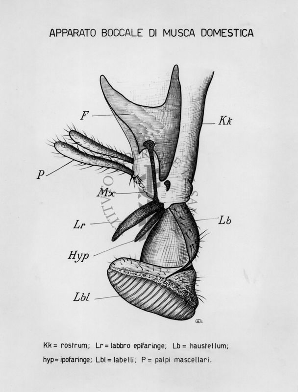 Apparato boccale di una musca domestica