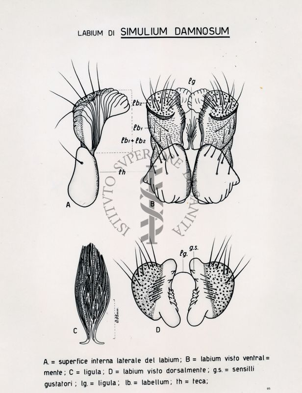 Labium di Simulium Damnosum