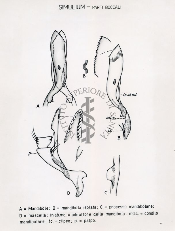 Simulium. Parti boccali