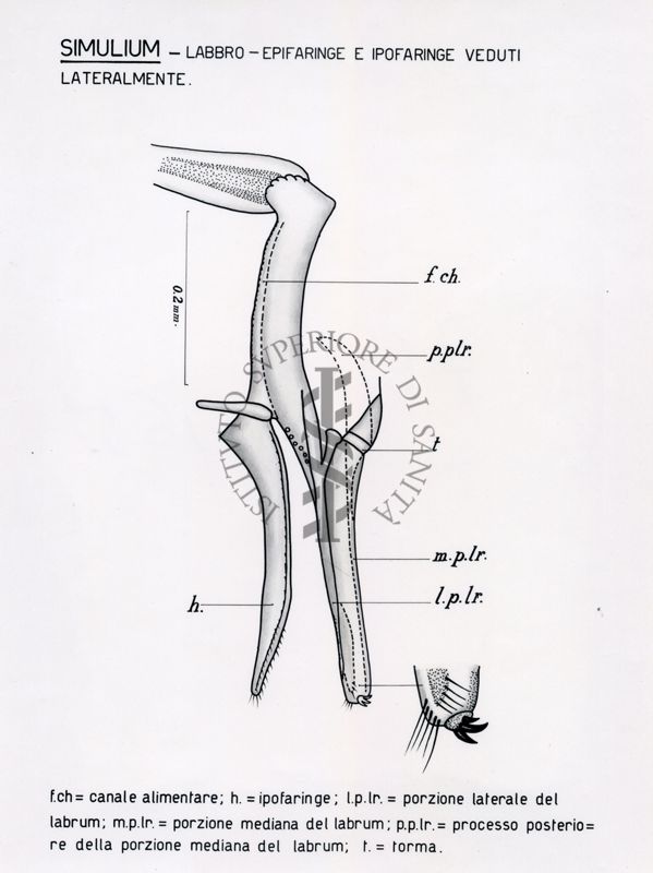 Simulium. Labbro, epifaringe e ipofaringe veduti lateralmente