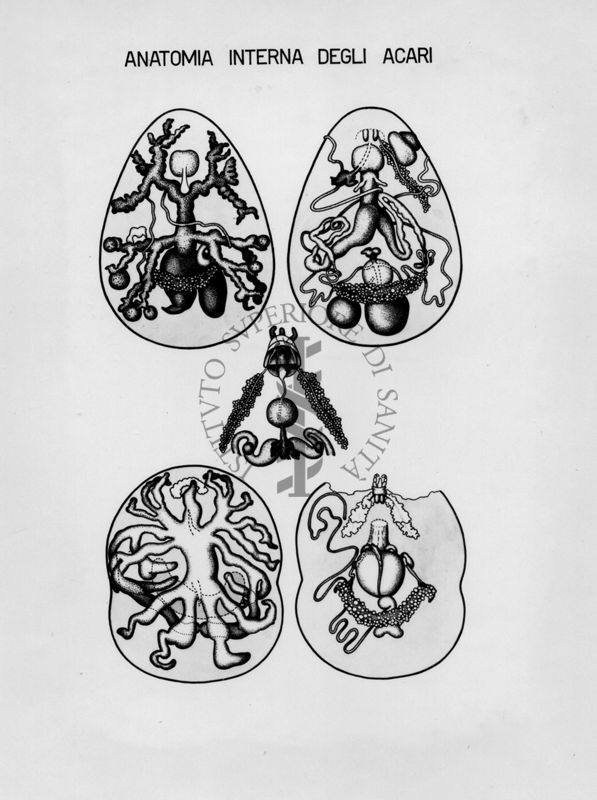 Anatomia interna degli acari