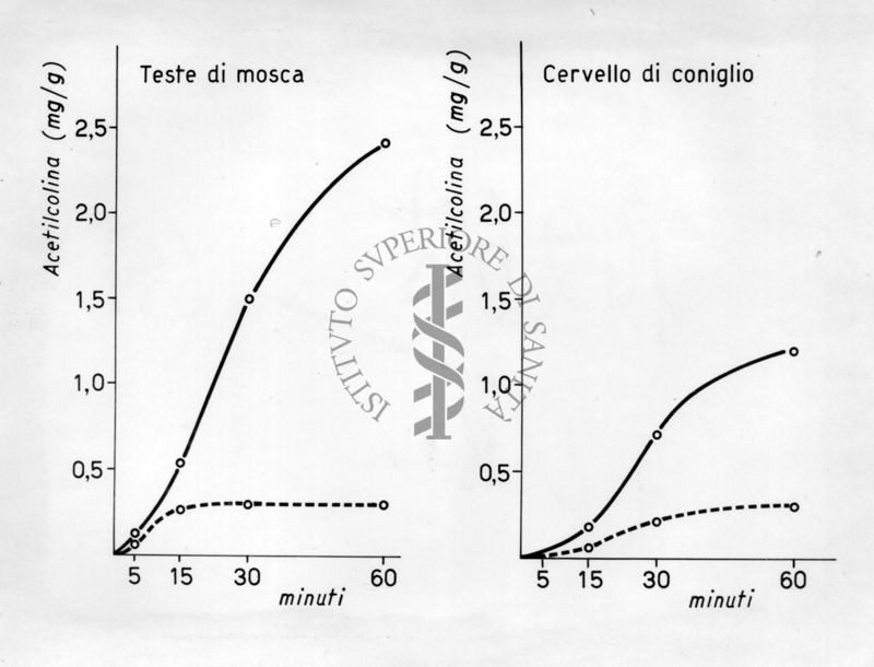 Sintesi di acetilcolina nella testa di musca domestica