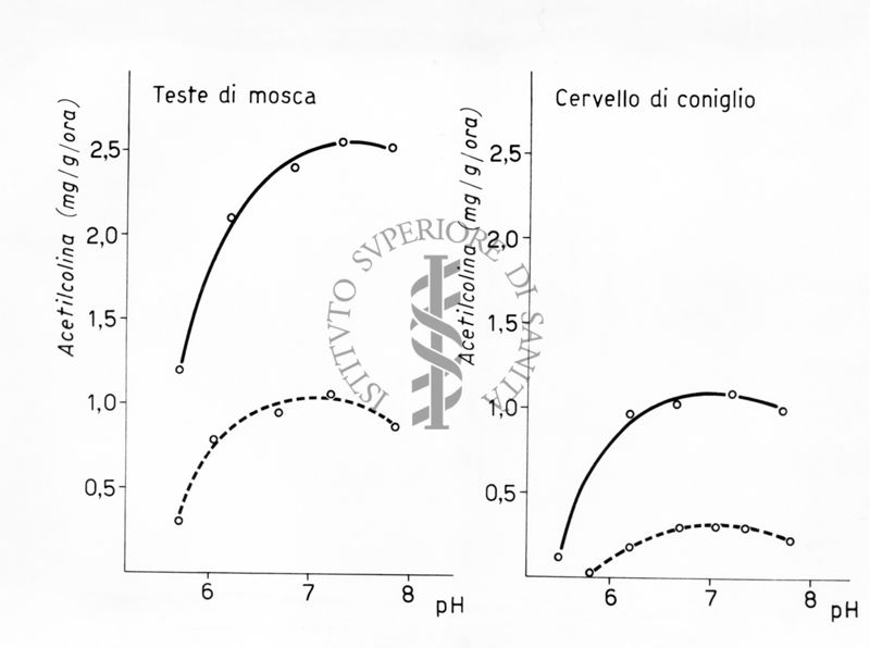 Sintesi di acetilcolina nella testa di musca domestica