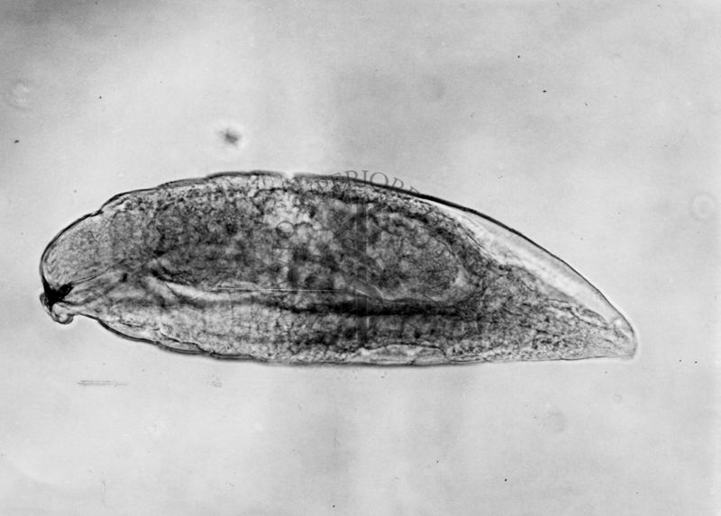 Uova e larve di imenotteri parassiti