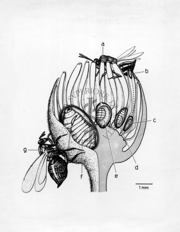 Disposizione in larve di Trithemis Stictica