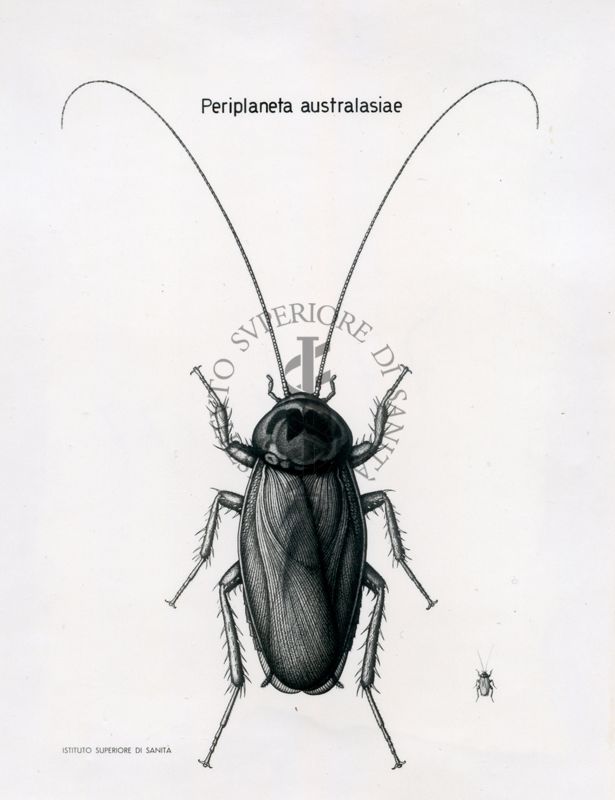 Periplaneta Australasiae