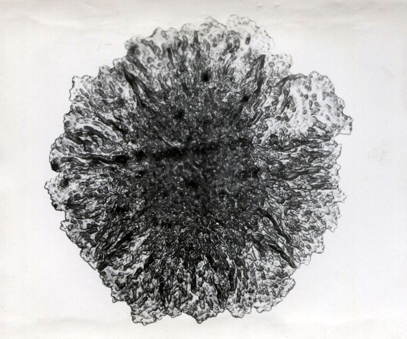 Immagini di Mycobacterium phlei