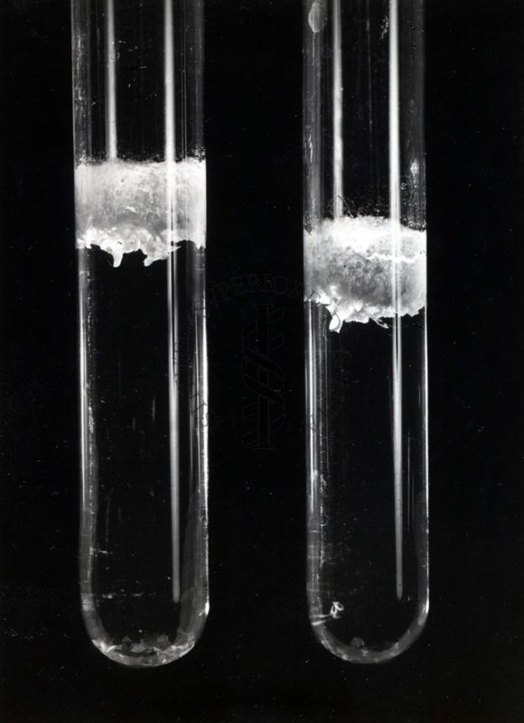 Coltura in agitazione di mucca