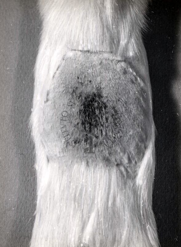 Attività antitossica della clorofilla. Tossina difterica