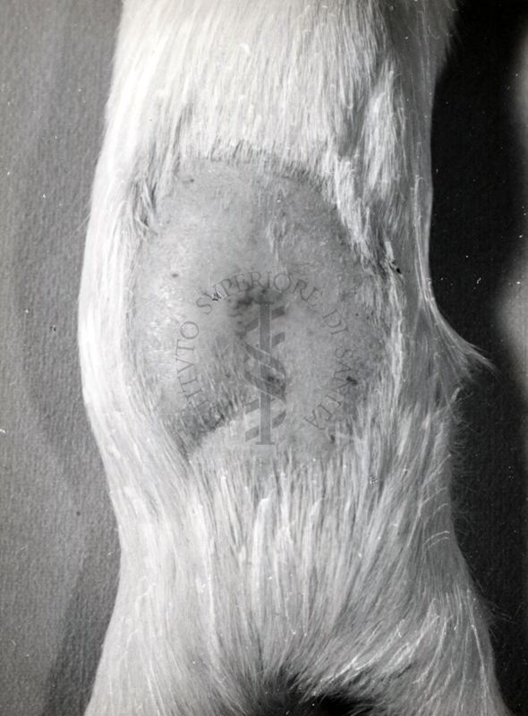 Attività antitossica della clorofilla. Tossina difterica