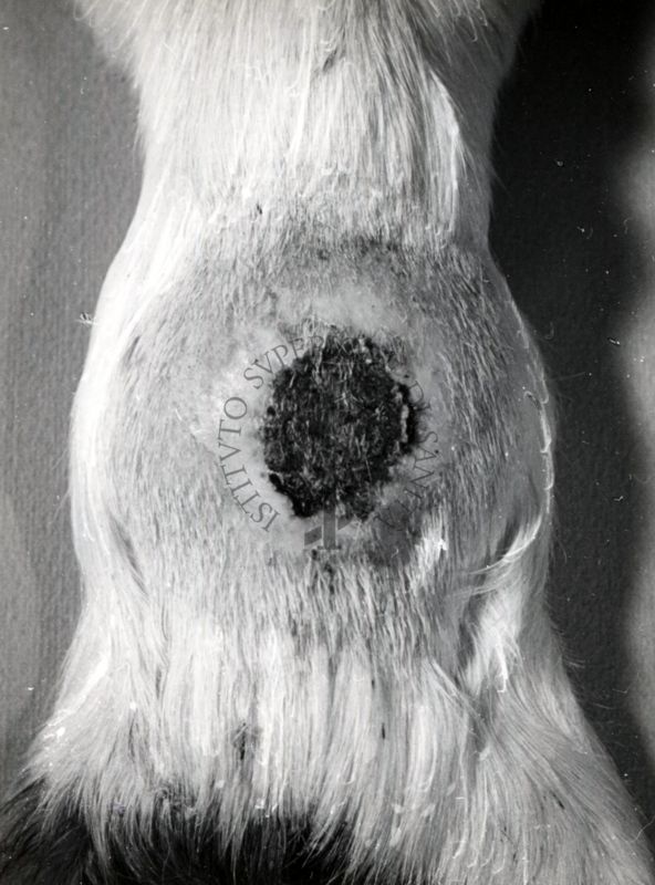 Attività antitossica della clorofilla. Tossina difterica