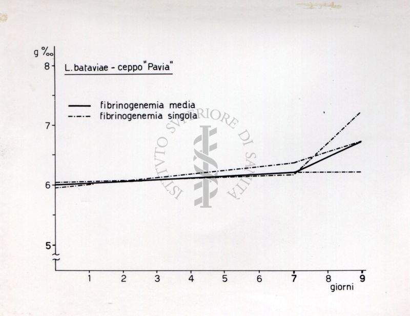 Comportamento del tasso fibrinogenemico in animali infettati con leptospirosi.