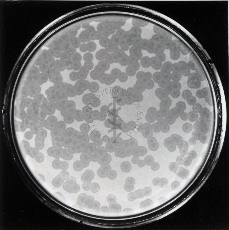 Batteriofago Phlei su Mycobacterium Phlei Crottin fenomeno dell'atollo