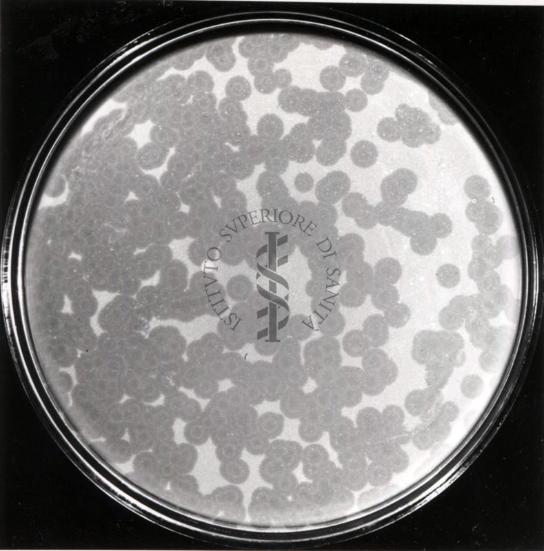 Batteriofago Phlei su Mycobacterium Phlei Crottin fenomeno dell'atollo