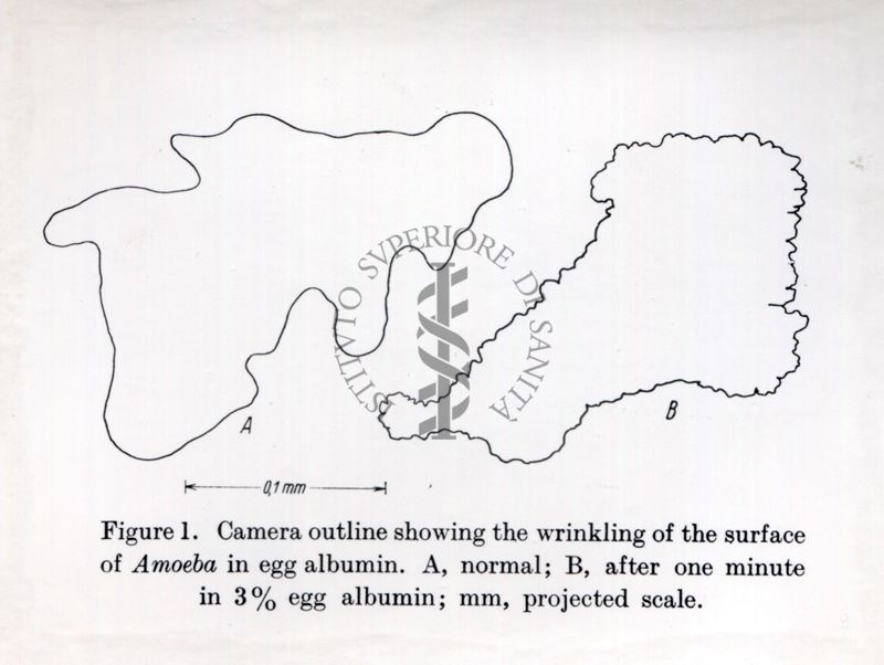 Studi citochimici sulla pinocitosi (assunzione di piccole quantità liquide di matrice extracellulare e delle sostanze disciolte al suo interno, tramite la formazione di vescicole dal diametro di circa 150 nm)