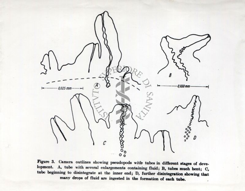 Studi citochimici sulla pinocitosi (assunzione di piccole quantità liquide di matrice extracellulare e delle sostanze disciolte al suo interno, tramite la formazione di vescicole dal diametro di circa 150 nm)