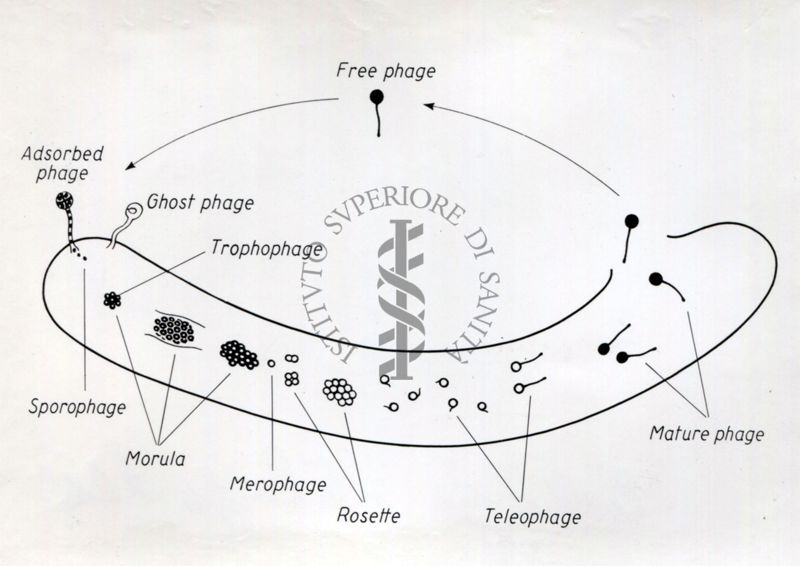 Ciclo di sviluppo dei Fagi