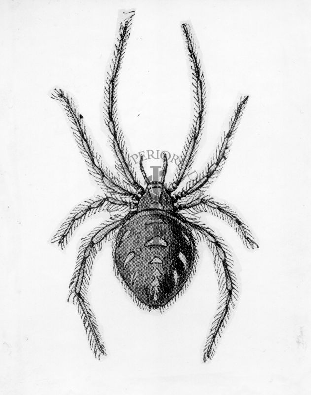 Latrodectus trediciguttatus Rossi, 1790, comunemente nota come malmignatta o vedova neramediterranea. E' un ragno appartenente alla famiglia Theridiidae e al genere Latrodectus, genere a cui appartengono i ragni velenosi potenzialmente letali detti comunemente vedove nere.