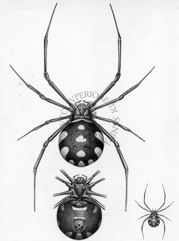 Latrodectus trediciguttatus Rossi, 1790, comunemente nota come malmignatta o vedova neramediterranea. E' un ragno appartenente alla famiglia Theridiidae e al genere Latrodectus, genere a cui appartengono i ragni velenosi potenzialmente letali detti comunemente vedove nere.