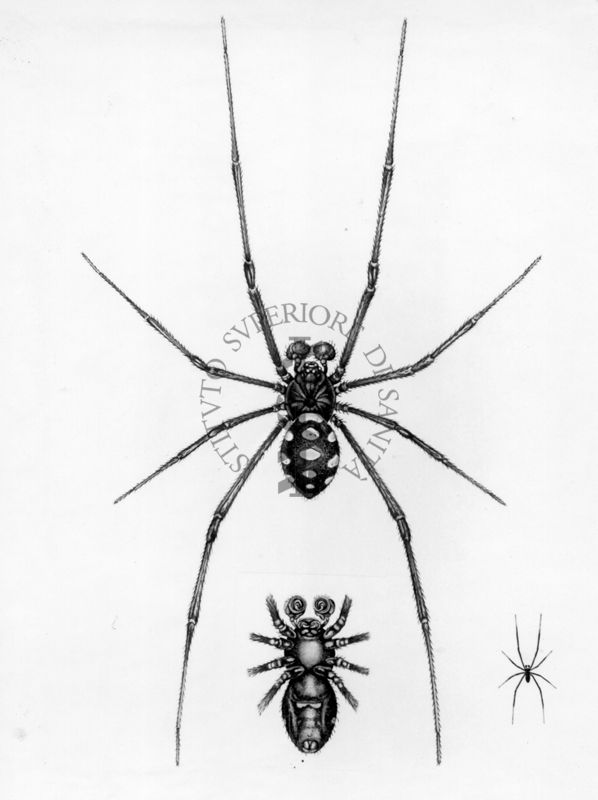 Latrodectus trediciguttatus Rossi, 1790, comunemente nota come malmignatta o vedova neramediterranea. E' un ragno appartenente alla famiglia Theridiidae e al genere Latrodectus, genere a cui appartengono i ragni velenosi potenzialmente letali detti comunemente vedove nere. Maschio adulto