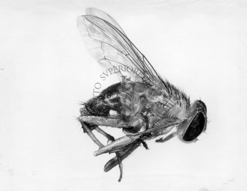 Cordylobia antropophaga, la mosca mango, o pelle vermi mosca è una specie di blar-fly comune in Africa orientale e centrale. E' un parassita di grandi mammiferi (compresi gli esseri umani) durante la sua fase larvale.