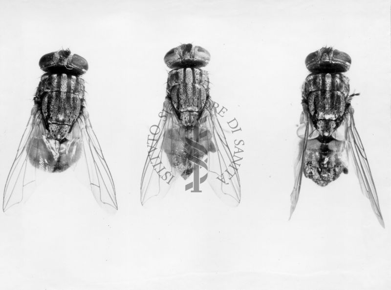 3 diversi esemplari di mosca domestica : 1) mosca domestica cuthbertsoni, 2) mosca domestica vicina 3) mosca domestica femmina